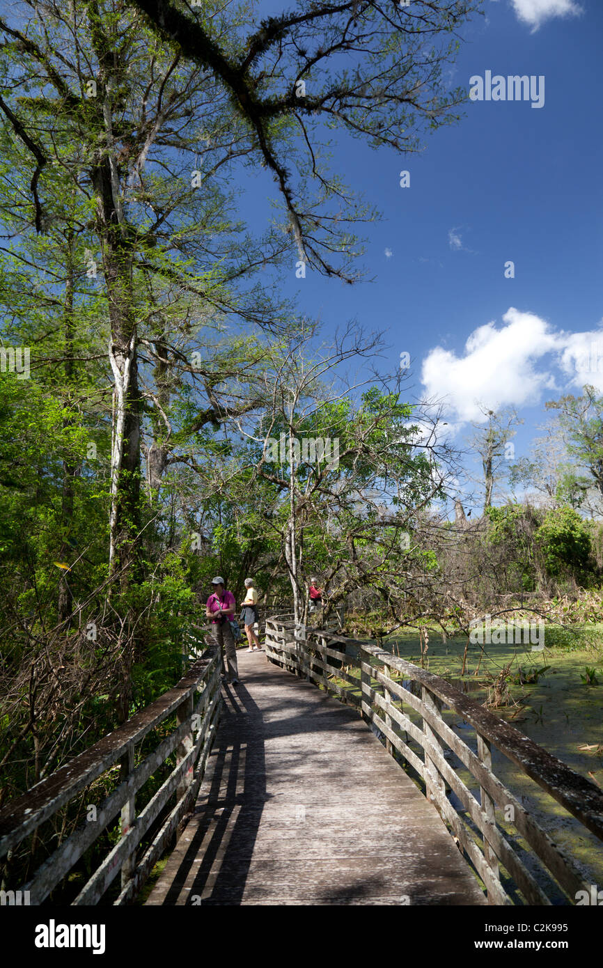 Il Boardwalk attraverso la palude del cavatappi Santuario Florida, Stati Uniti d'America Foto Stock