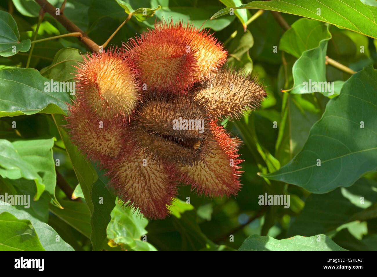 Achiote, Annato (Bixa orellana). Le capsule di frutta su una boccola. Foto Stock