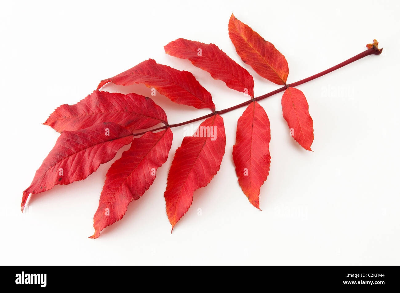 Monte Ceneri, Rowan (Sorbus aucuparia), foglie di autunno. Studio Immagine contro uno sfondo bianco. Foto Stock