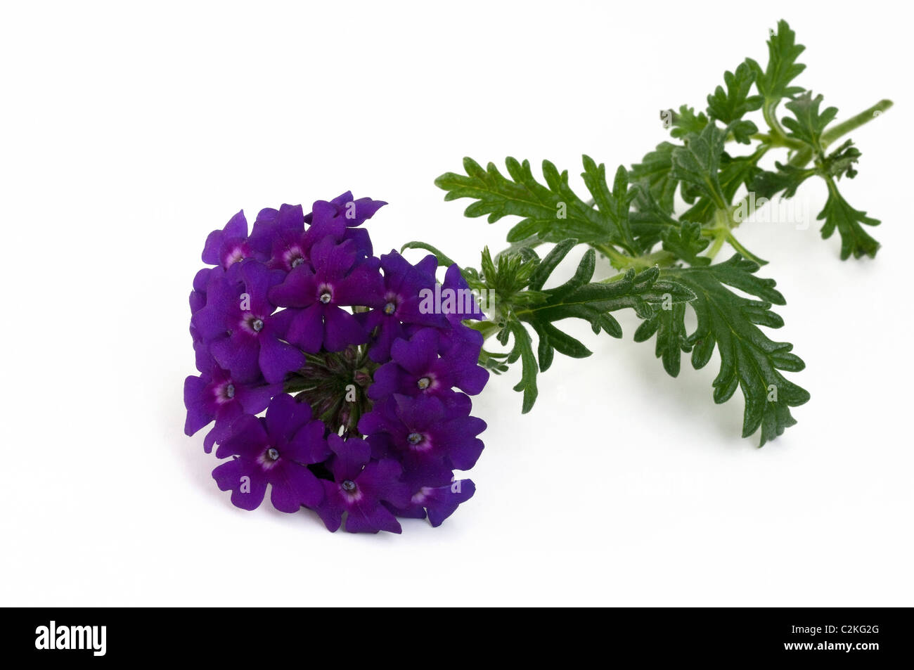 La verbena del giardino, Giardino Vervain (Verbenax hybrida), fioritura stelo, studio immagine contro uno sfondo bianco. Foto Stock