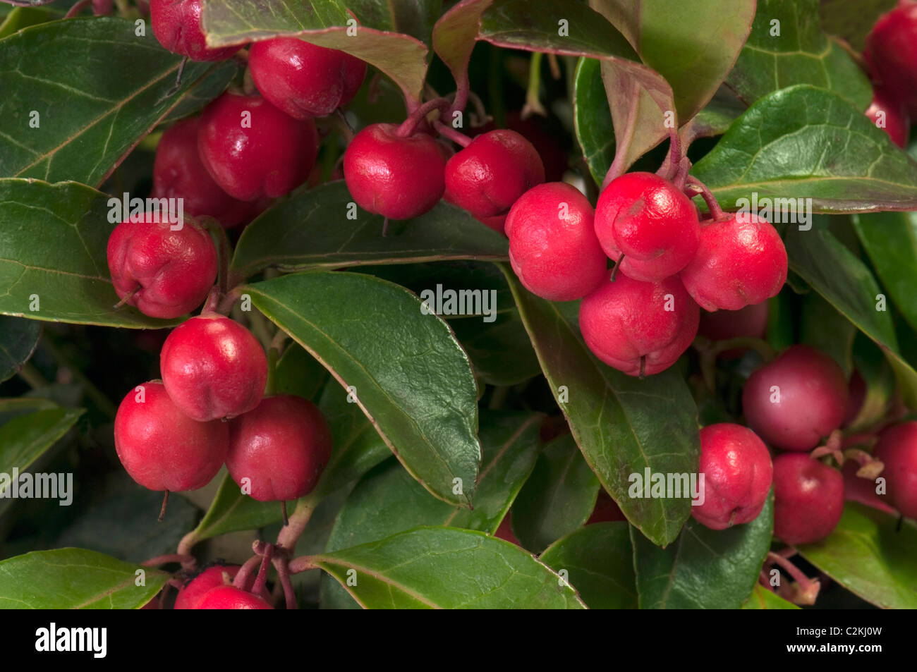 Teaberry orientale, American wintergreen (Gaultheria procumbens). Pianta con frutti maturi rossi. Foto Stock