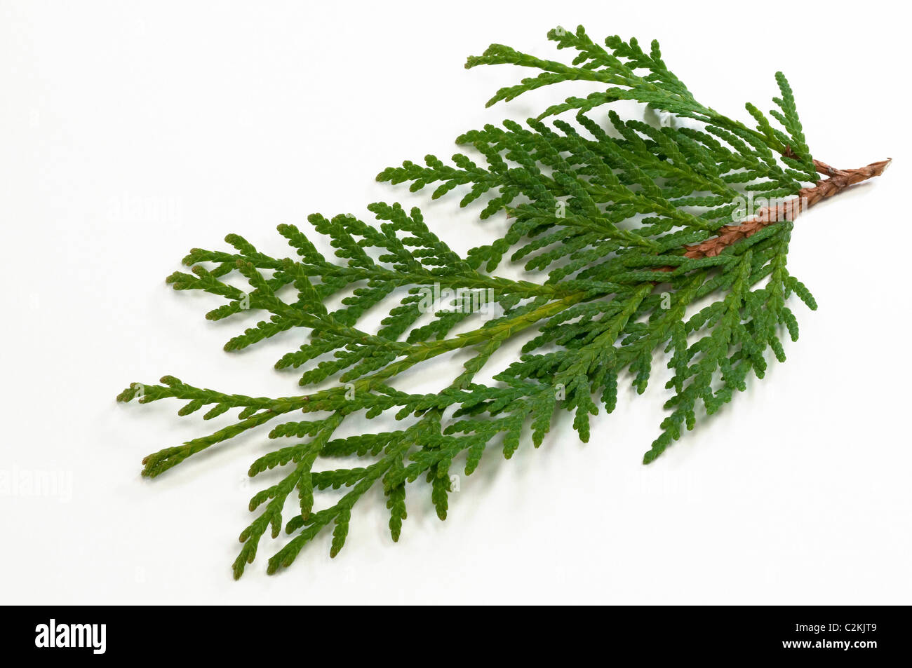 Arborvitae orientale (Thuja occidentalis), ramoscello. Studio Immagine contro uno sfondo bianco. Foto Stock