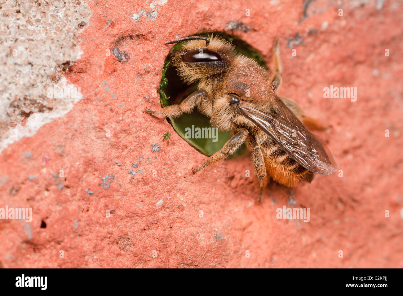 Un Leaf-Cutter Bee - Megachile centuncularis, tenuta il suo nido cavità con un pezzo di foglia da una rosa di bush. Foto Stock