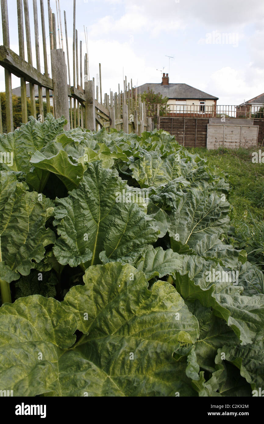 Il rabarbaro cresce in giardino. Worksop, Notts, Inghilterra Rheum rhabarbarum Foto Stock