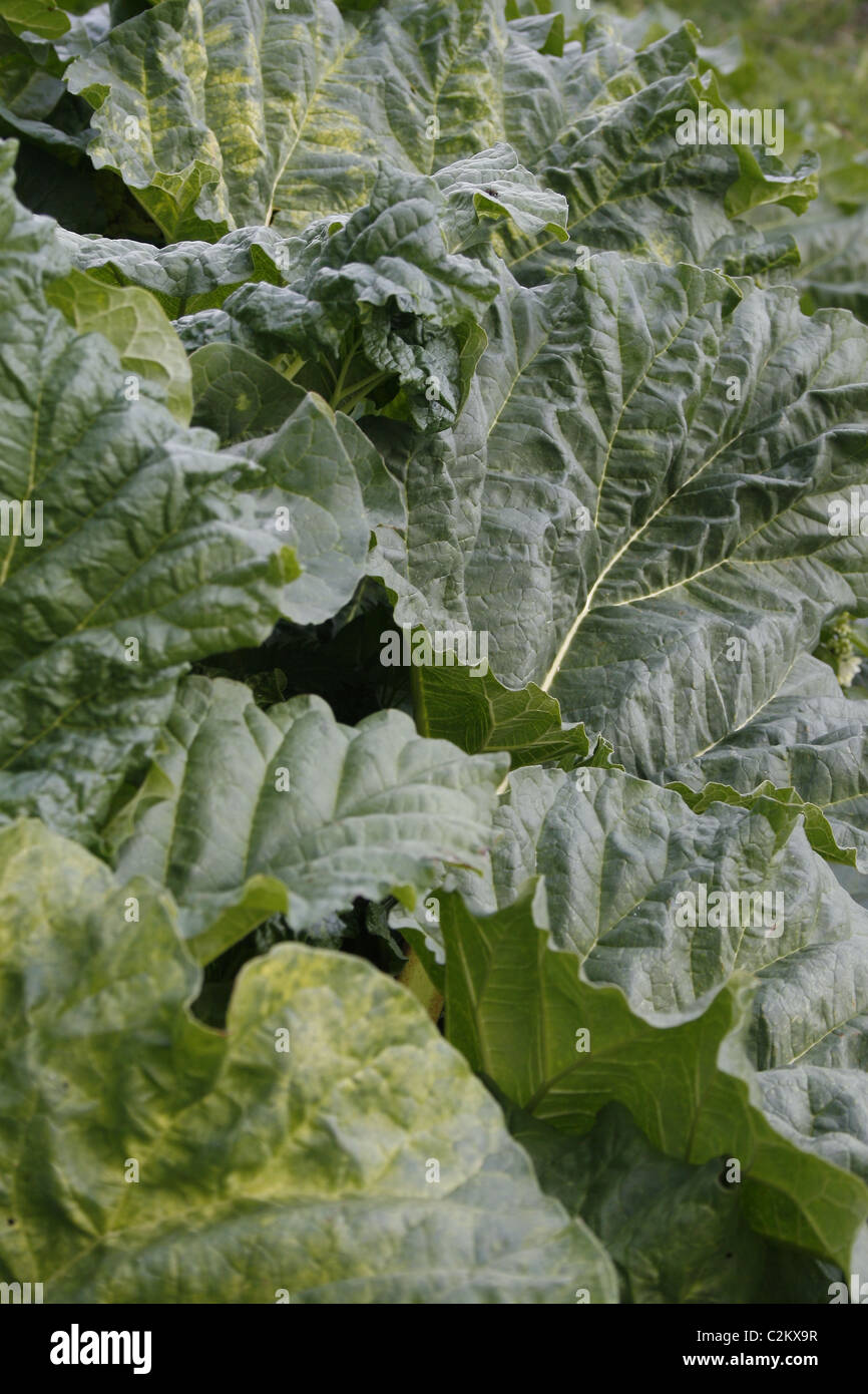 Il rabarbaro cresce in giardino. Worksop, Notts, Inghilterra Rheum rhabarbarum Foto Stock