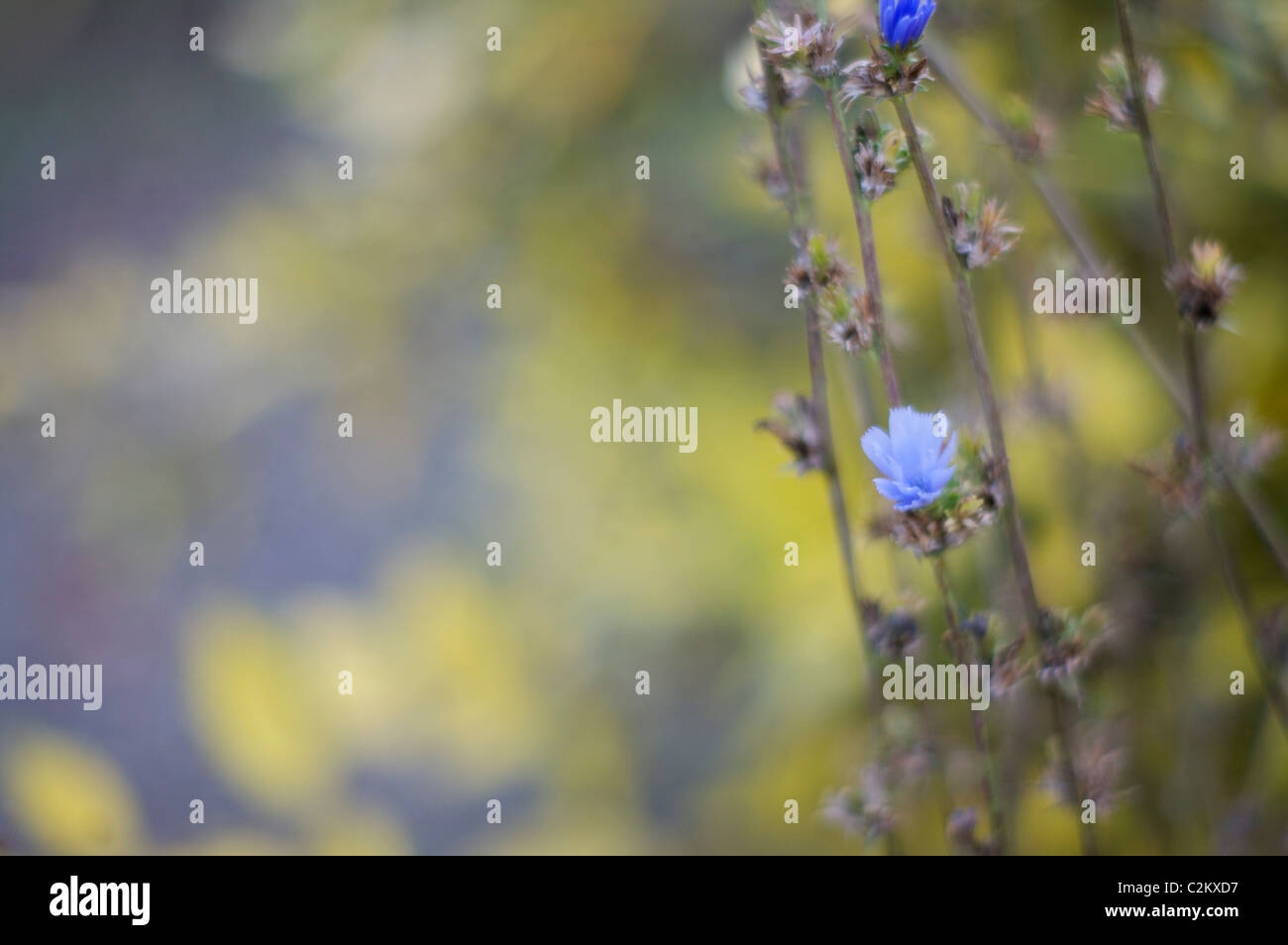 Cichorium intybus Foto Stock