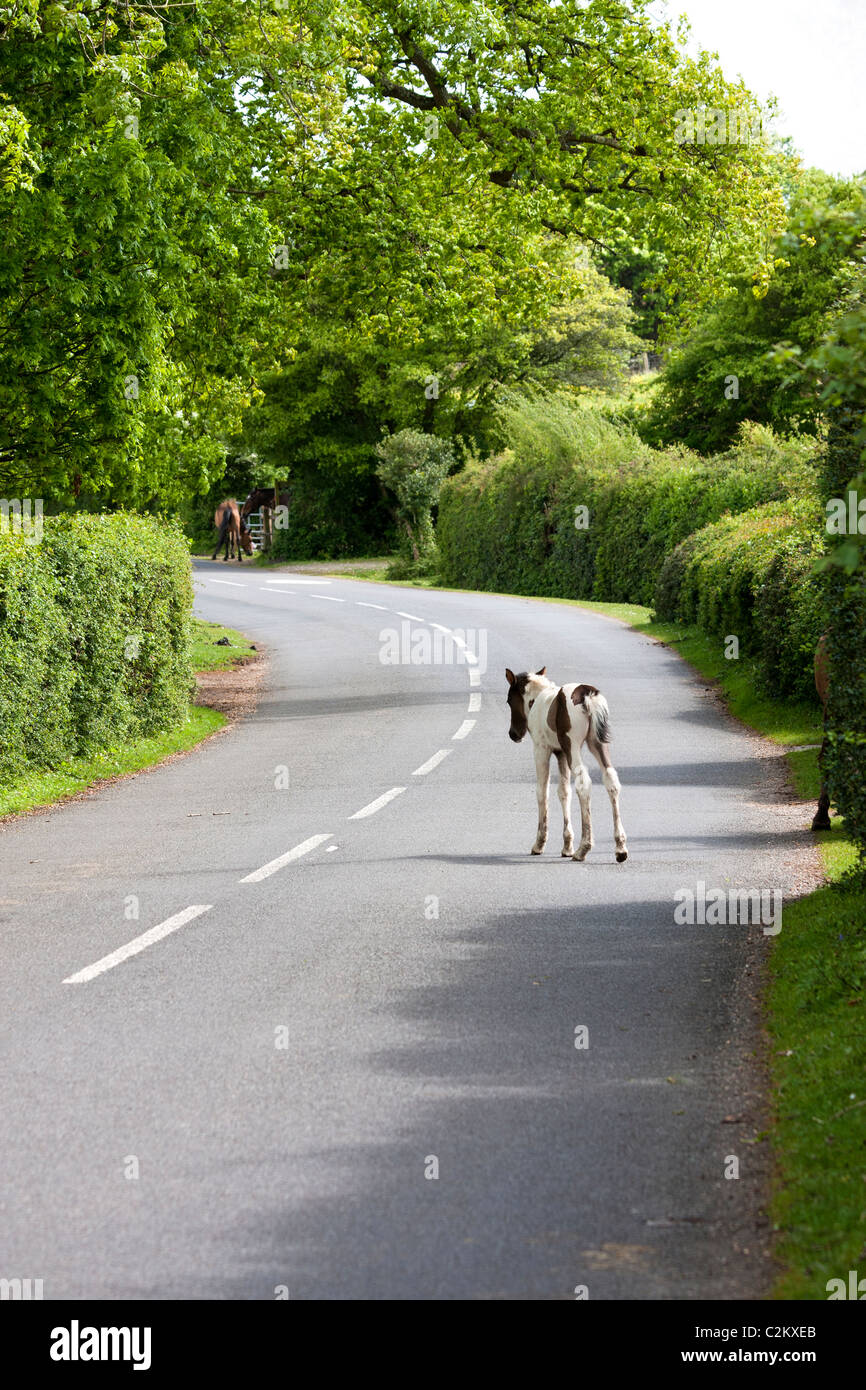 Puledro rallentando a piedi lontano dalla sua madre nel mezzo di una strada su una curva Foto Stock