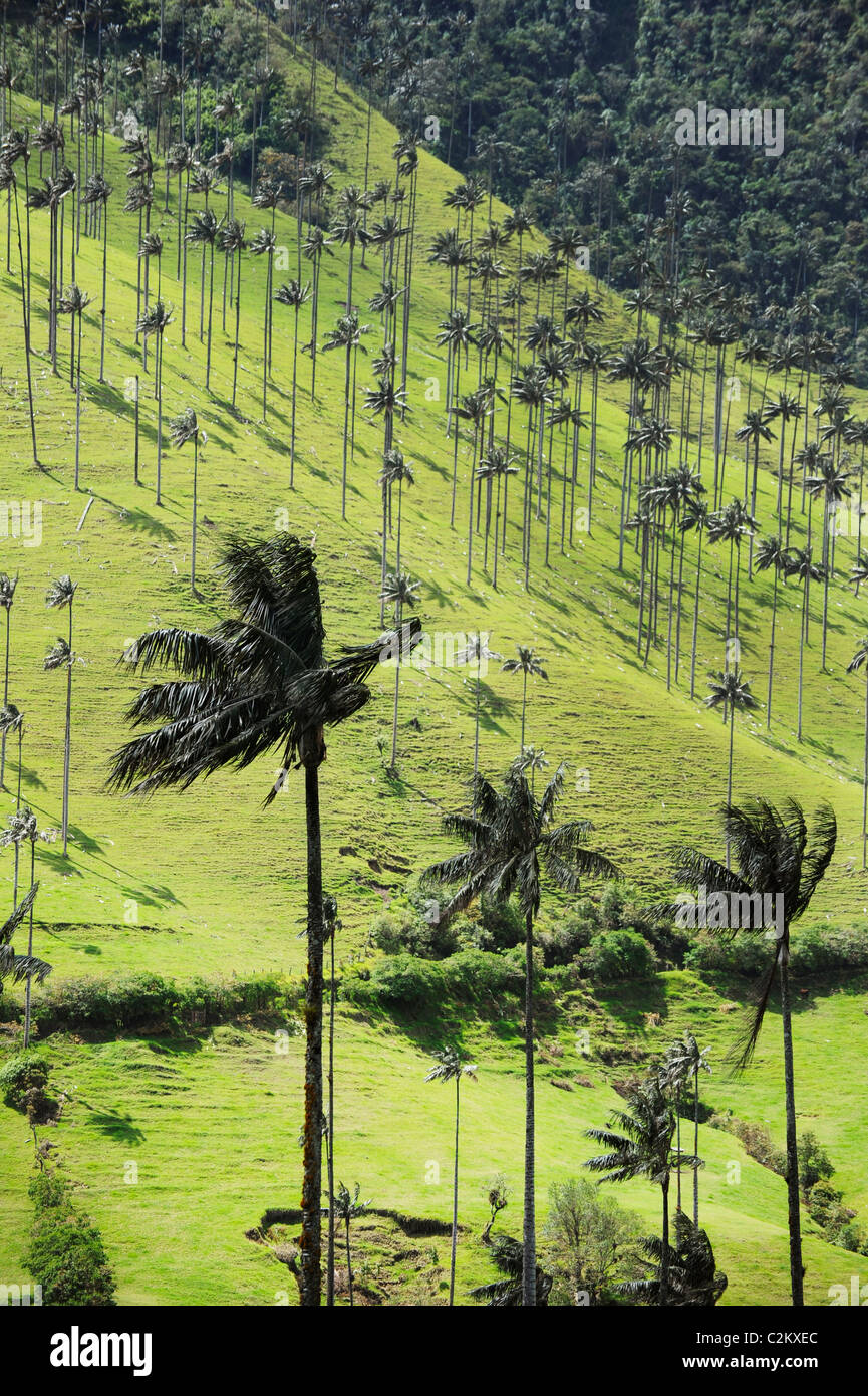 Una scena di collina in Colombia delle palme da cera appena al di fuori del Salento nella regione di caffè nel sud ovest, Quindio. Foto Stock