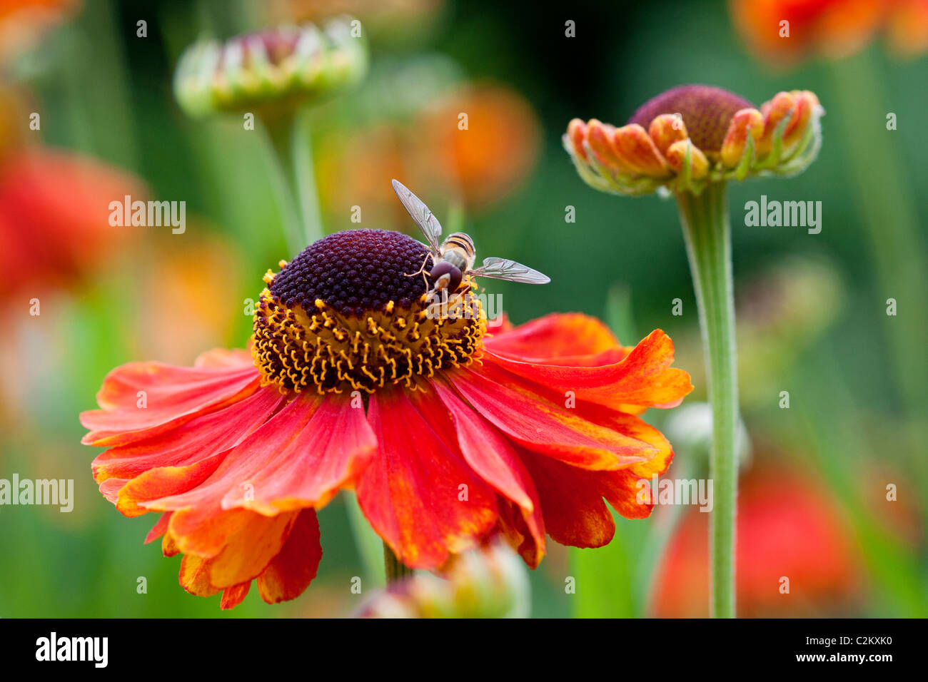 Hoverfly comune su Helenium 'Sahin presto Flowerer' Foto Stock