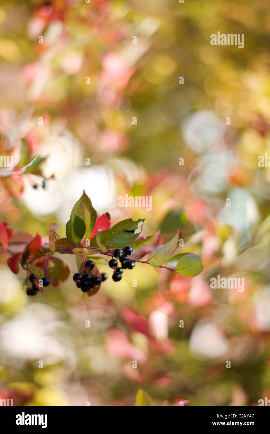 Aronia melanocarpa 'Autunno Magic' frutti Foto Stock