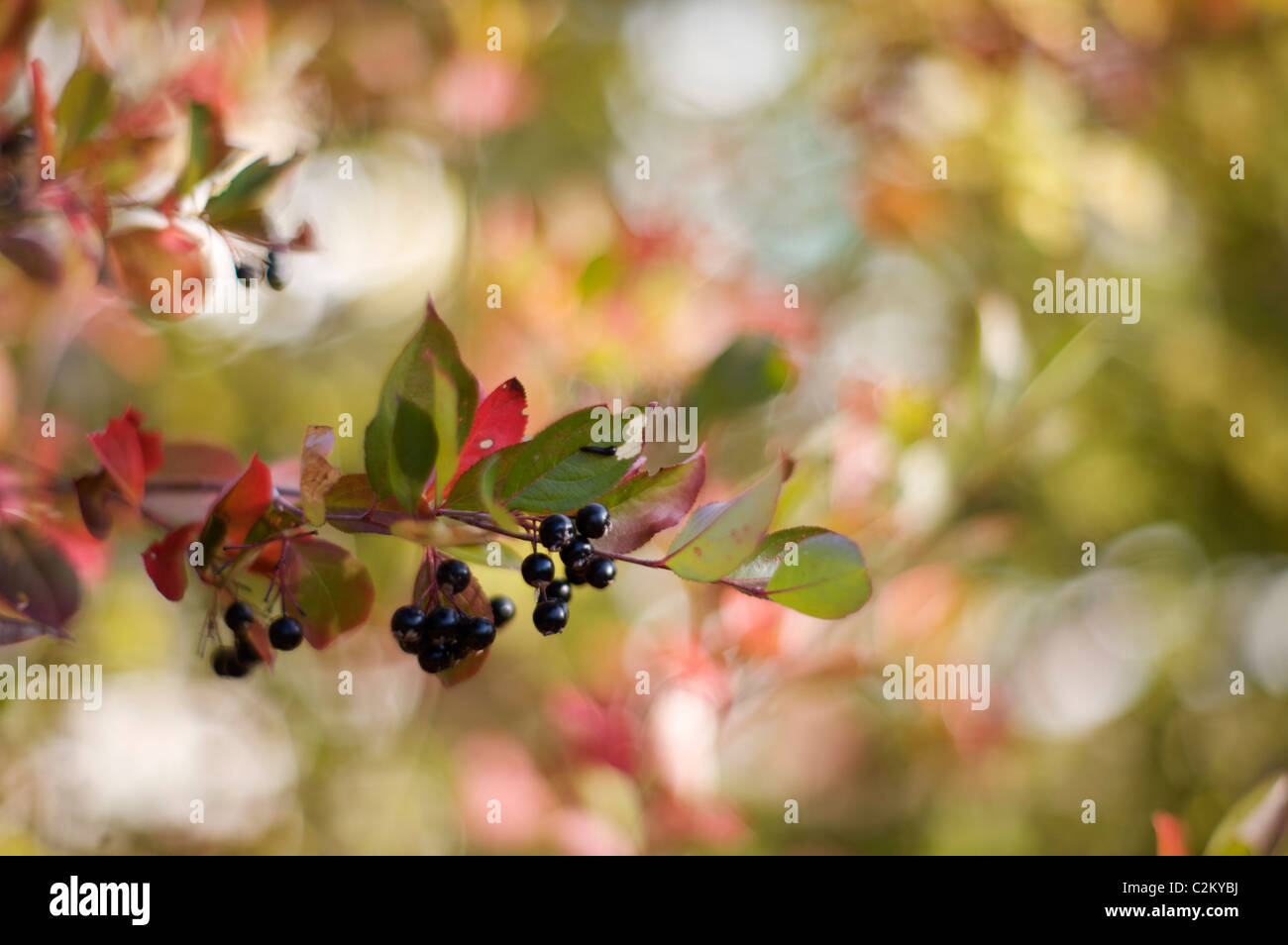 Aronia melanocarpa 'Autunno Magic' frutti Foto Stock