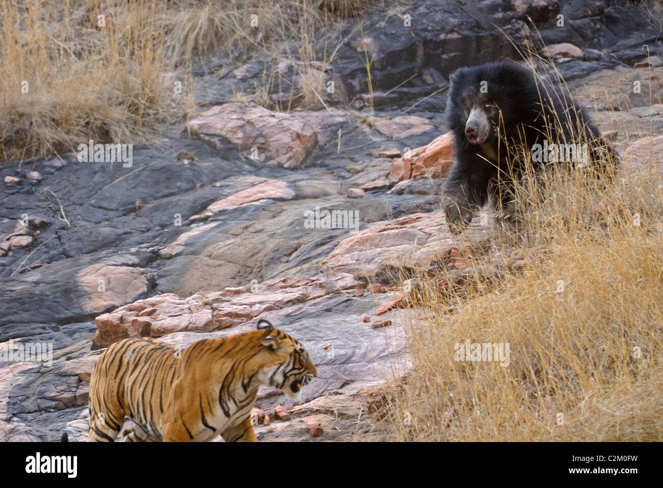 Madre orsa con cuccioli di due sulla sua schiena combatte un tigri selvatiche in Ranthambhore national park, India Foto Stock