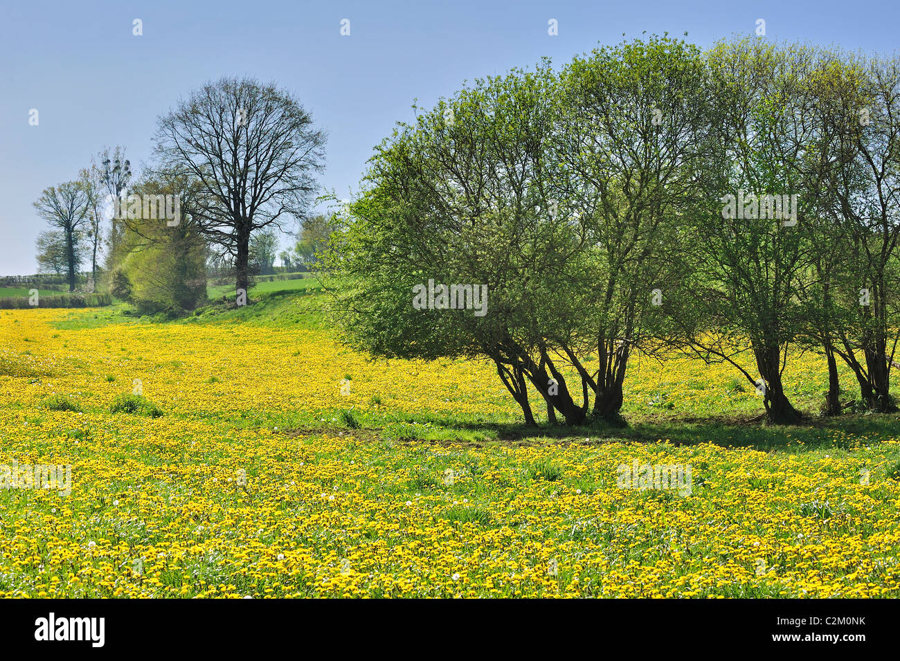 Comune di fiori di tarassaco (Taraxacum officinale) e gli alberi nel prato in primavera, la Brenne, Francia Foto Stock