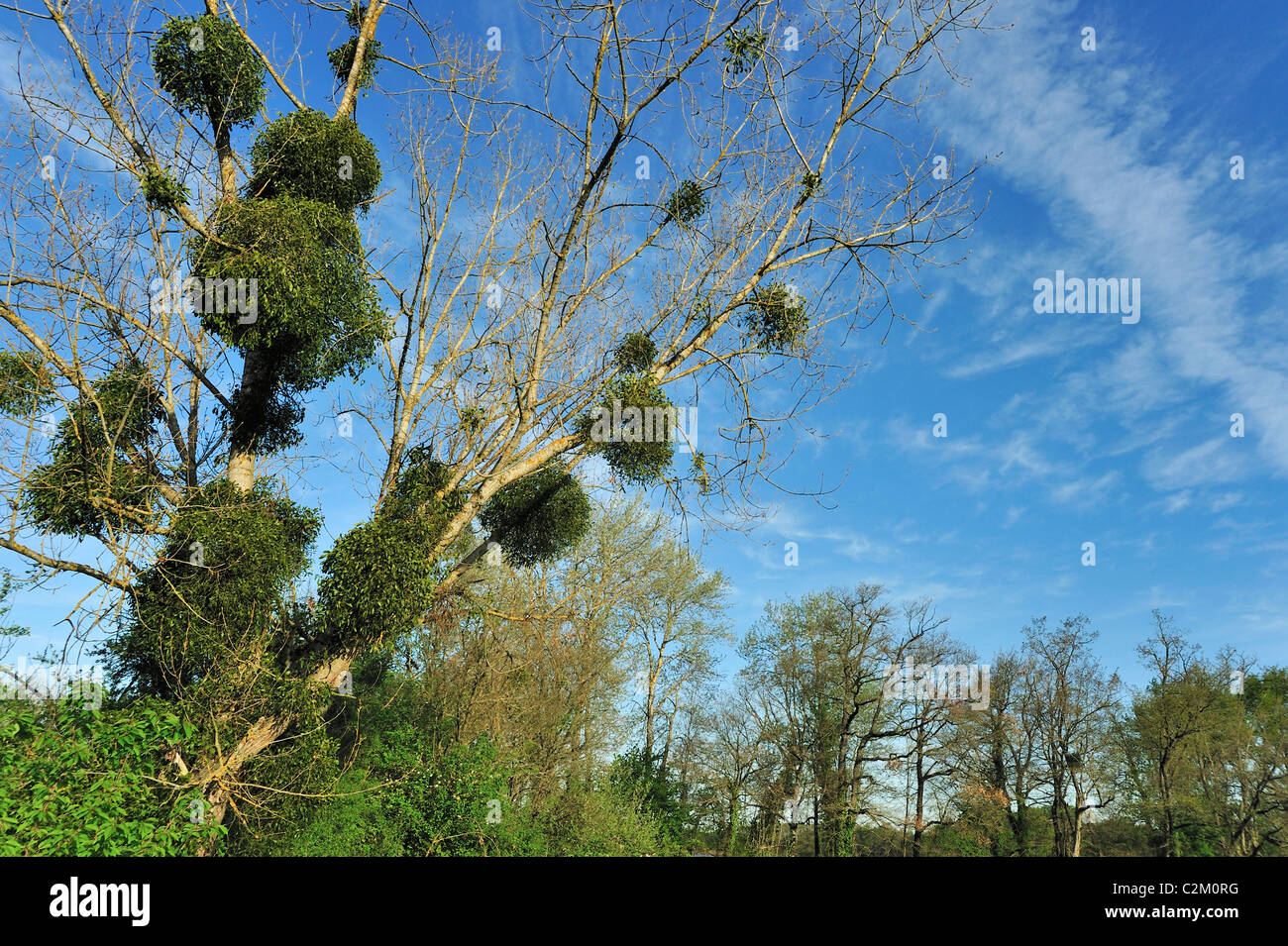 Vischio infestazione (Viscum album) su albero in primavera, la Brenne, Francia Foto Stock