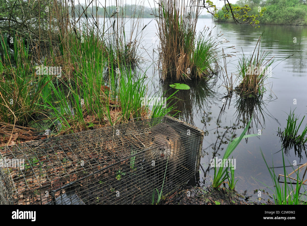 Coypu / nutria (Myocastor coypus) catturati nella trappola di live lungo il lago, La Brenne, Francia Foto Stock