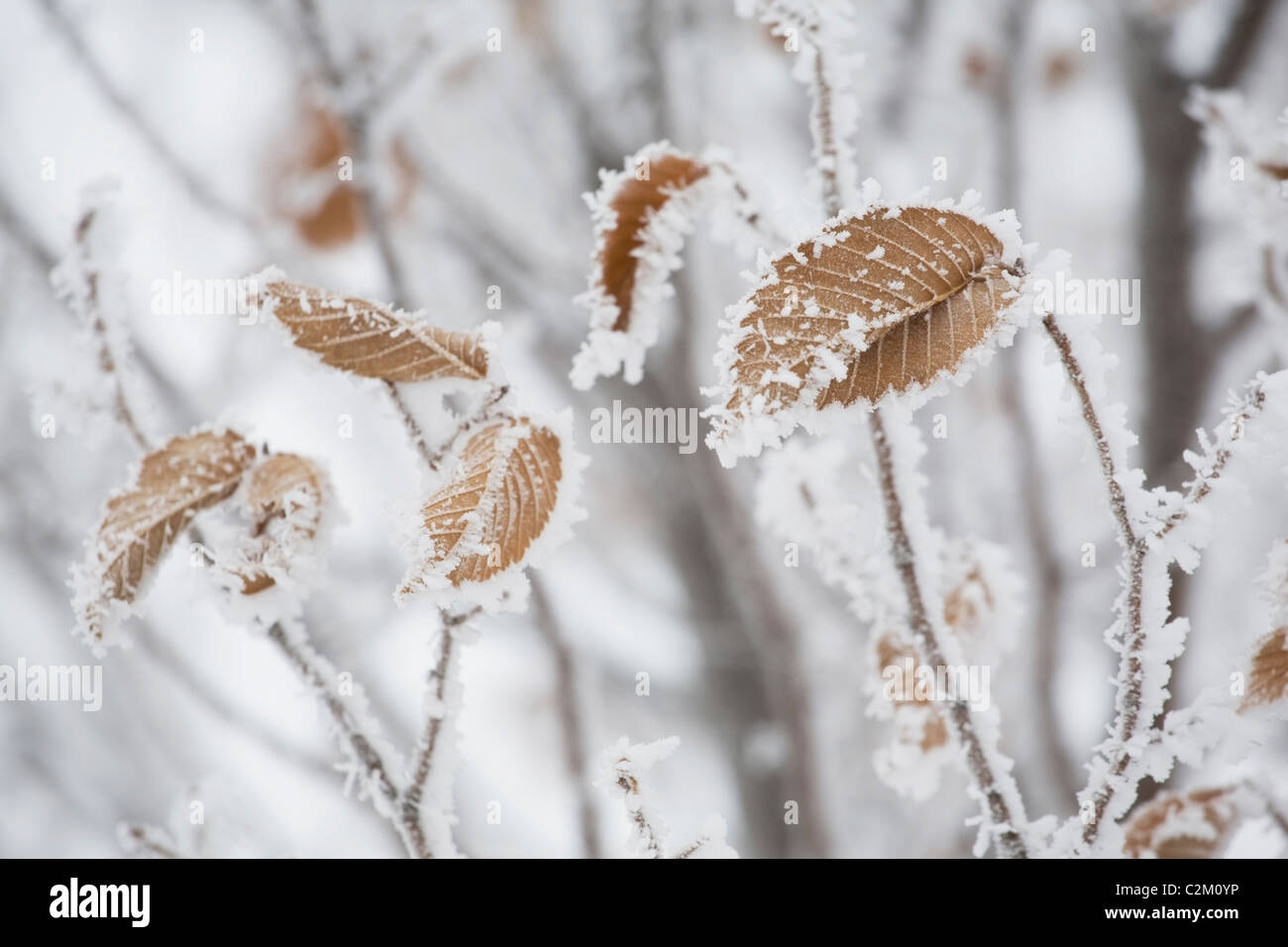 Calgary, Alberta, Canada; Frost marrone copertura lascia su di un albero Foto Stock