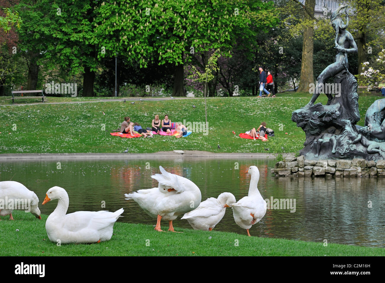 White oche domestiche (Anser anser domesticus) nel parco della città di Gand, Belgio Foto Stock