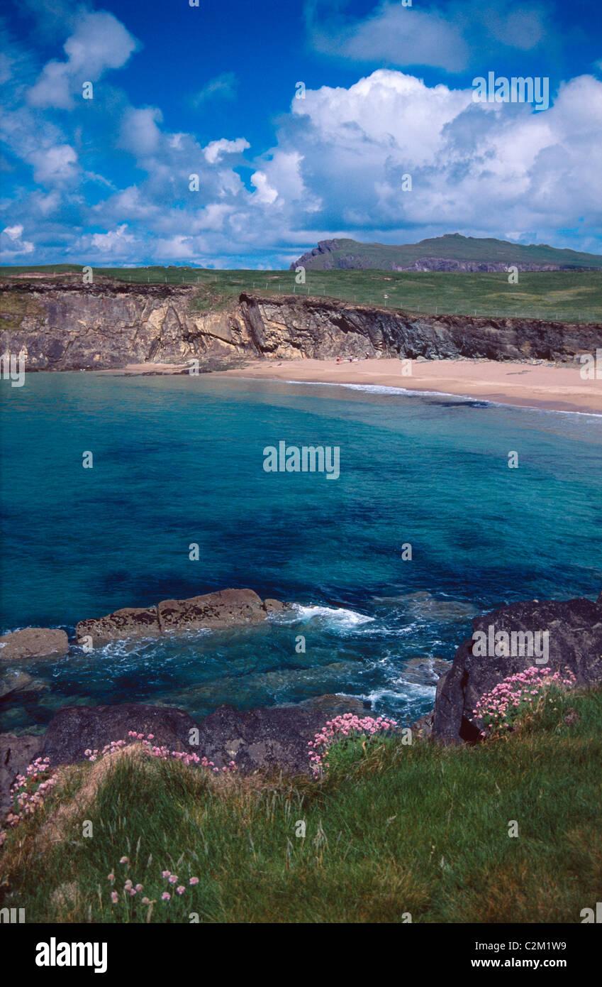 La parsimonia crescente al di sopra di Clogher Bay, penisola di Dingle, nella contea di Kerry, Irlanda. Foto Stock