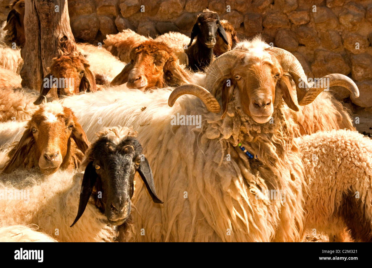 La siria deserto Badiyat Al Sham pecore fattoria cultura beduina villaggi beduini uomo donna Siro Medio Oriente Foto Stock