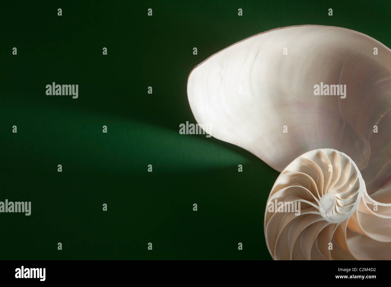 Guscio di crostacei sezione trasversale che rappresenta l'evoluzione della crescita e cambiamento su uno sfondo verde Foto Stock