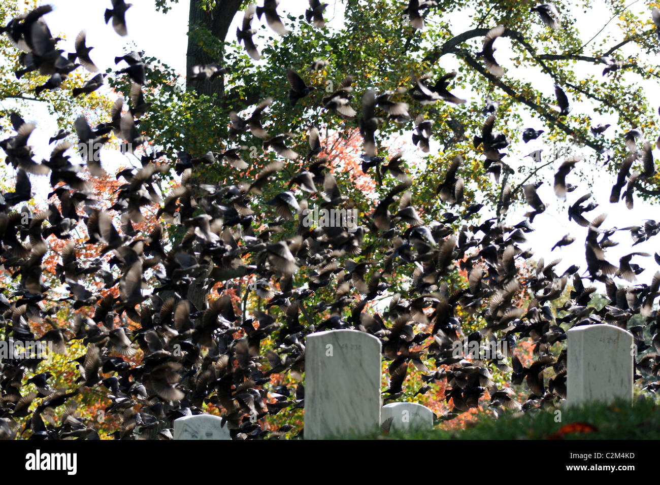 Gli uccelli tra le lapidi al Cimitero Nazionale di Arlington USA 12 Ottobre 2010 Foto Stock