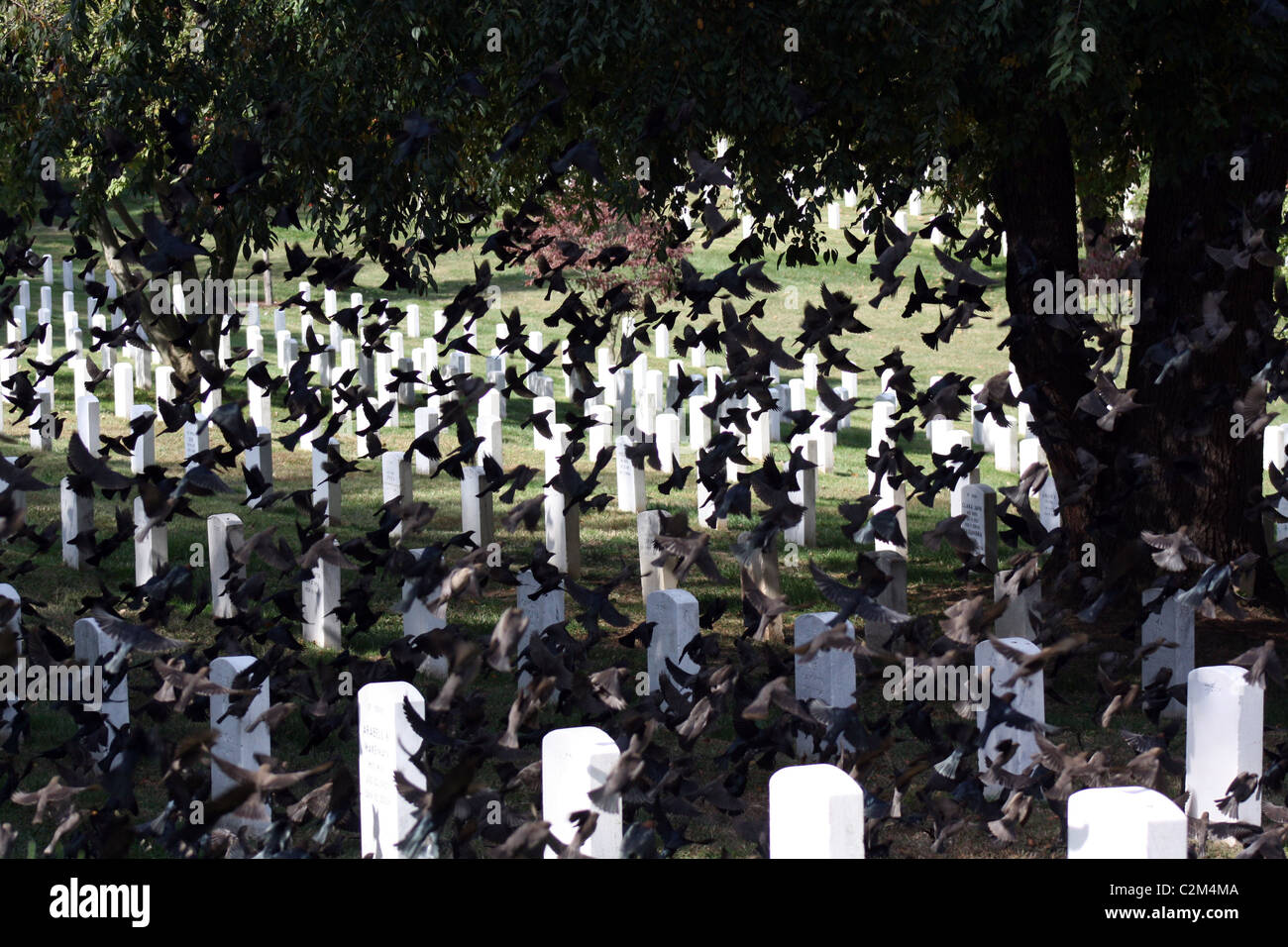 Gli uccelli tra le lapidi al Cimitero Nazionale di Arlington USA 12 Ottobre 2010 Foto Stock