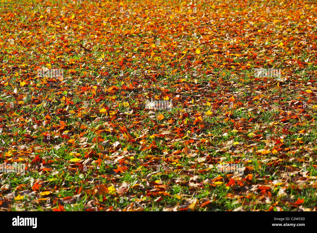 Knoxville, Tennessee, Stati Uniti d'America; foglie sul terreno in autunno Foto Stock