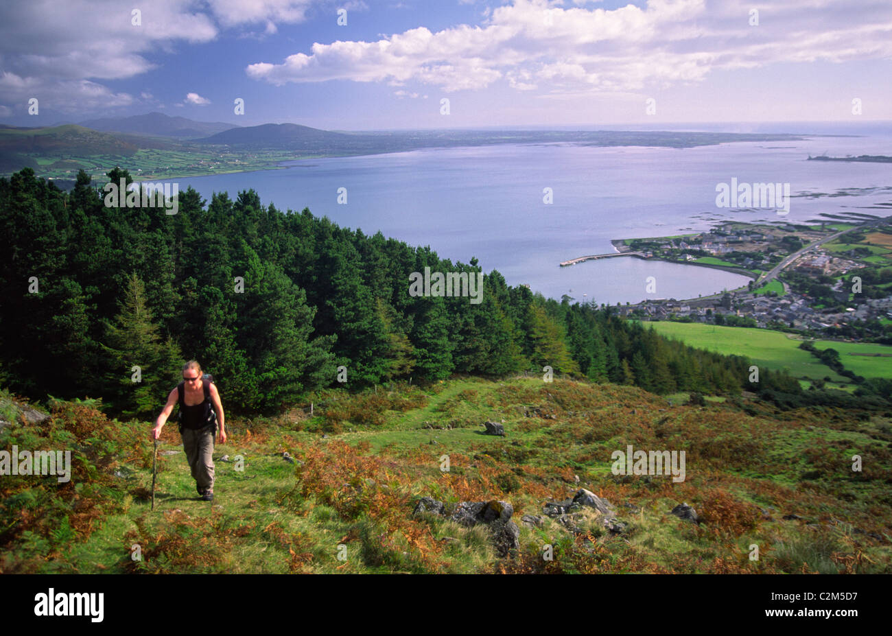 Walker climbing Slieve Foye sopra Carlingford Lough, nella contea di Louth, Irlanda. Foto Stock