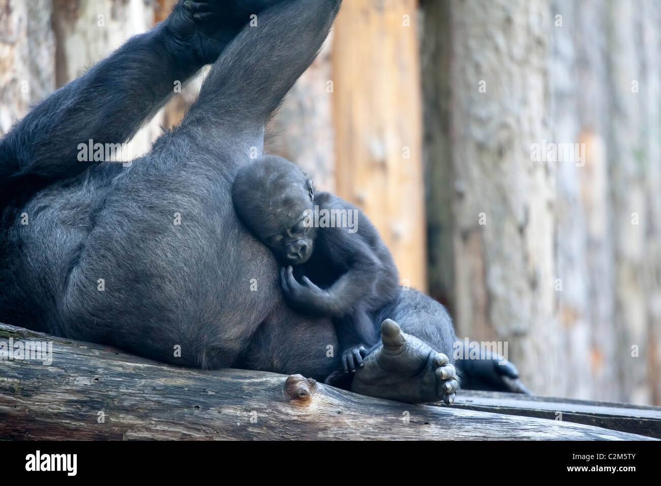 Un gorilla con il suo neonato Cuddling esso Foto Stock