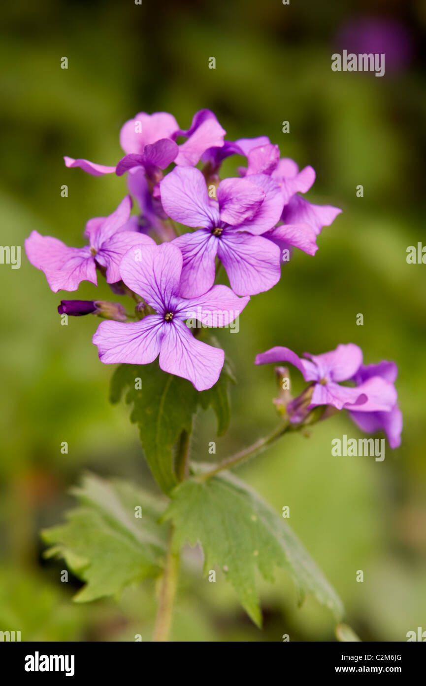 Viola onestà fiori Foto Stock