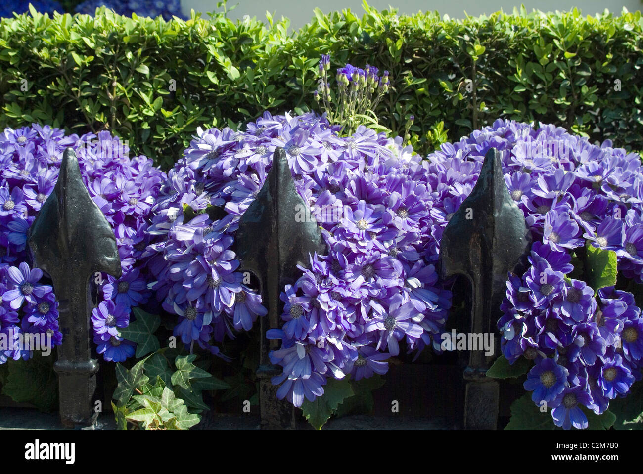 Ringhiera dettaglio, Bloomsbury, Londra. Foto Stock