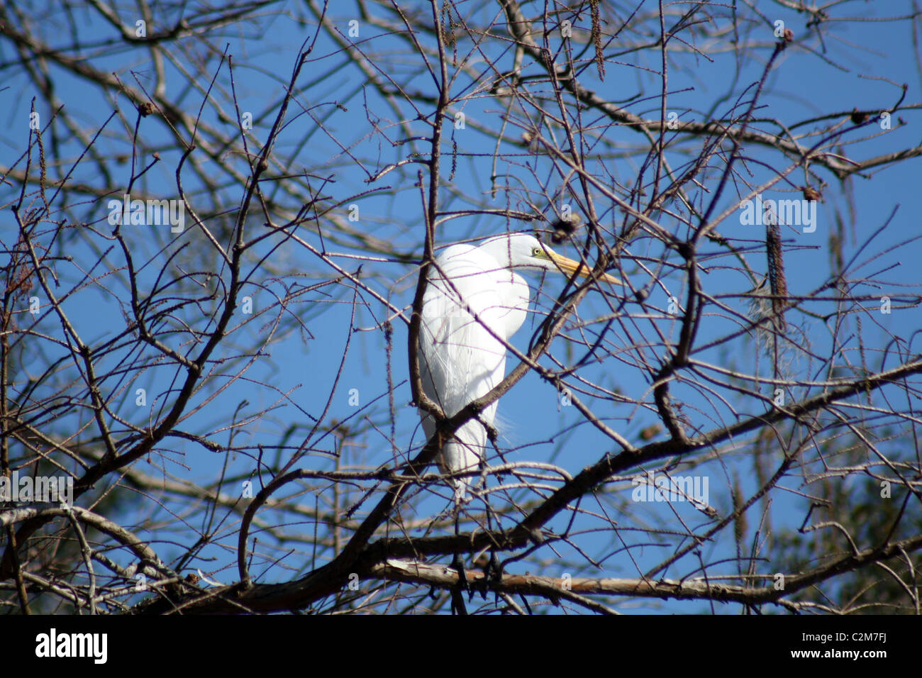 Grande airone bianco IL PARCO DELLA CITTÀ DI NEW ORLEANS USA 23 Gennaio 2011 Foto Stock