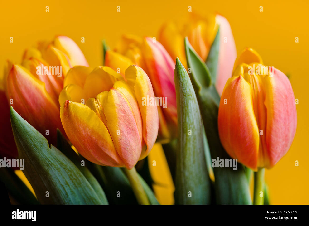 Chiudere il gruppo di tulipani colorati Foto Stock