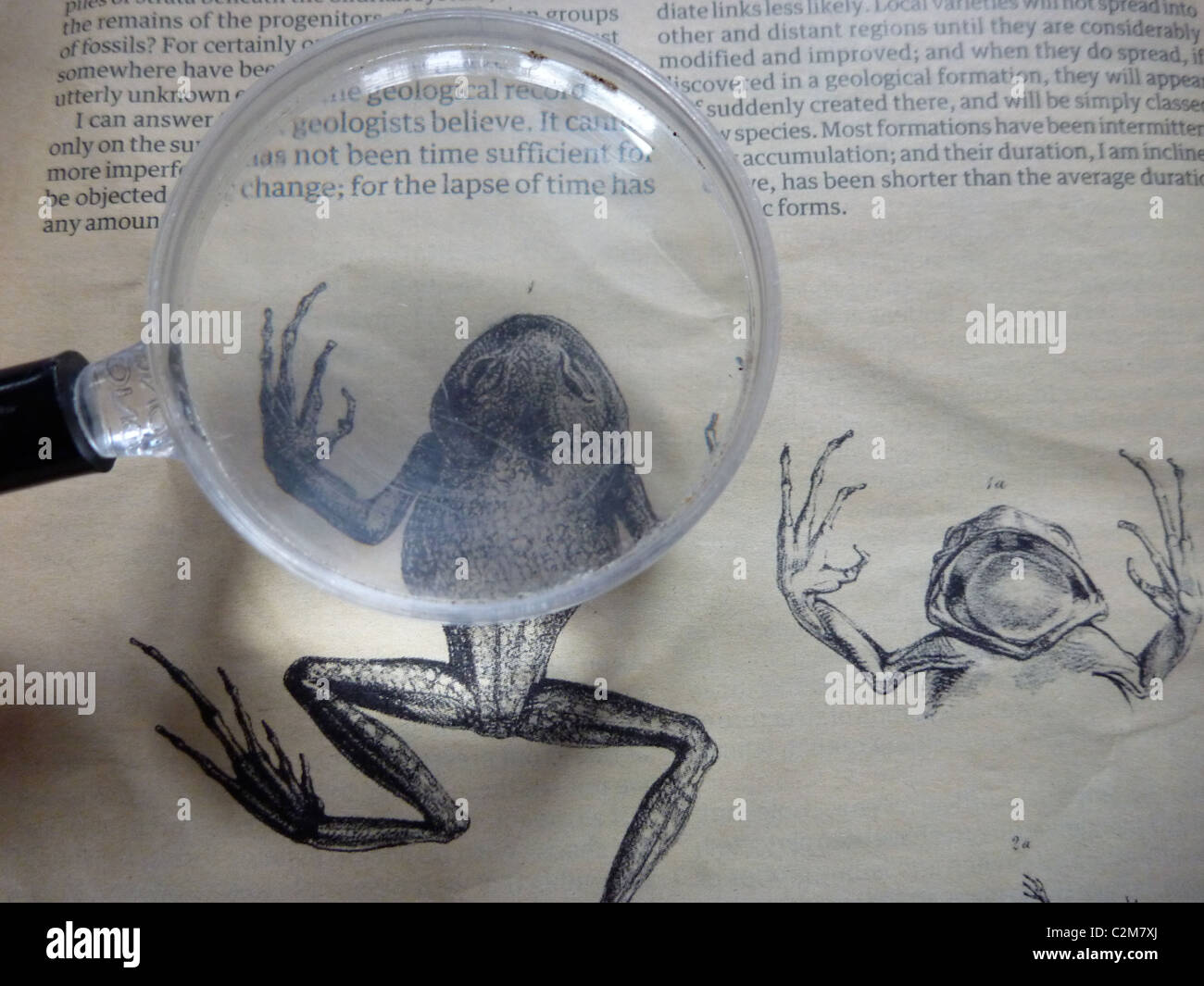 La letteratura scientifica l'origine delle specie Foto Stock