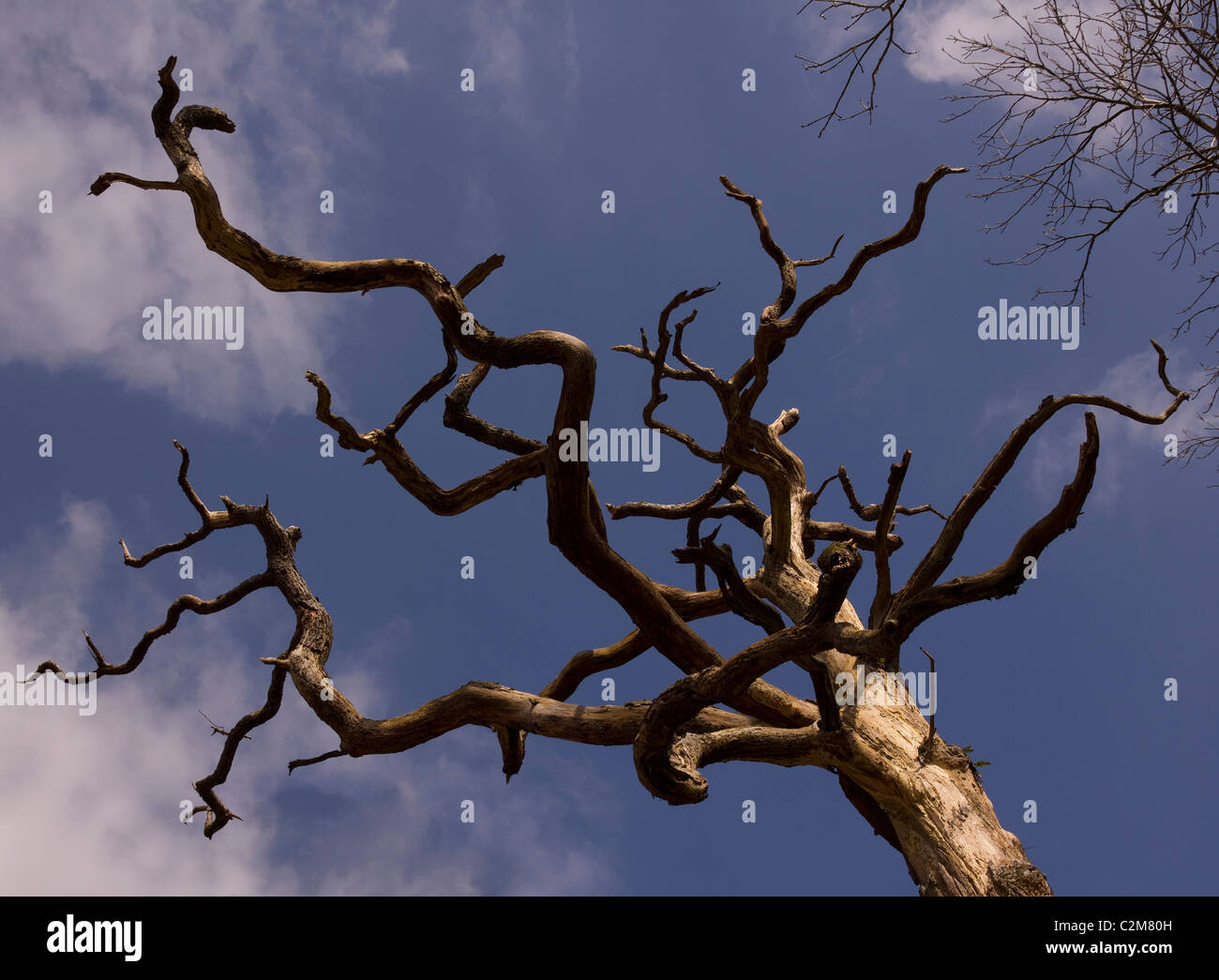 Soleggiato albero morto in alto contro il cielo blu Foto Stock