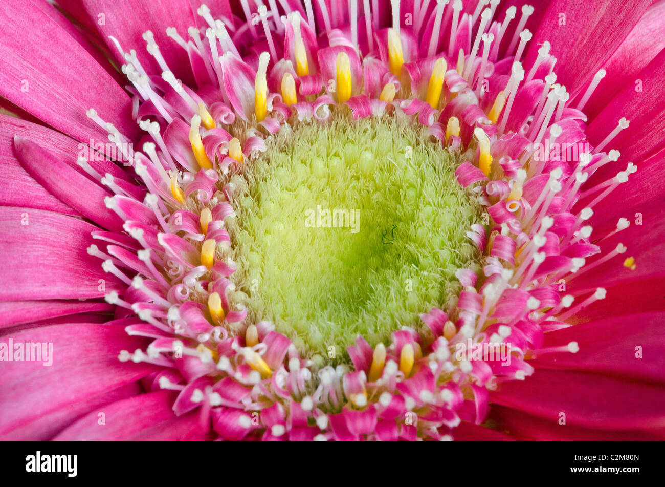 Close up di un colorato germini fiore Foto Stock