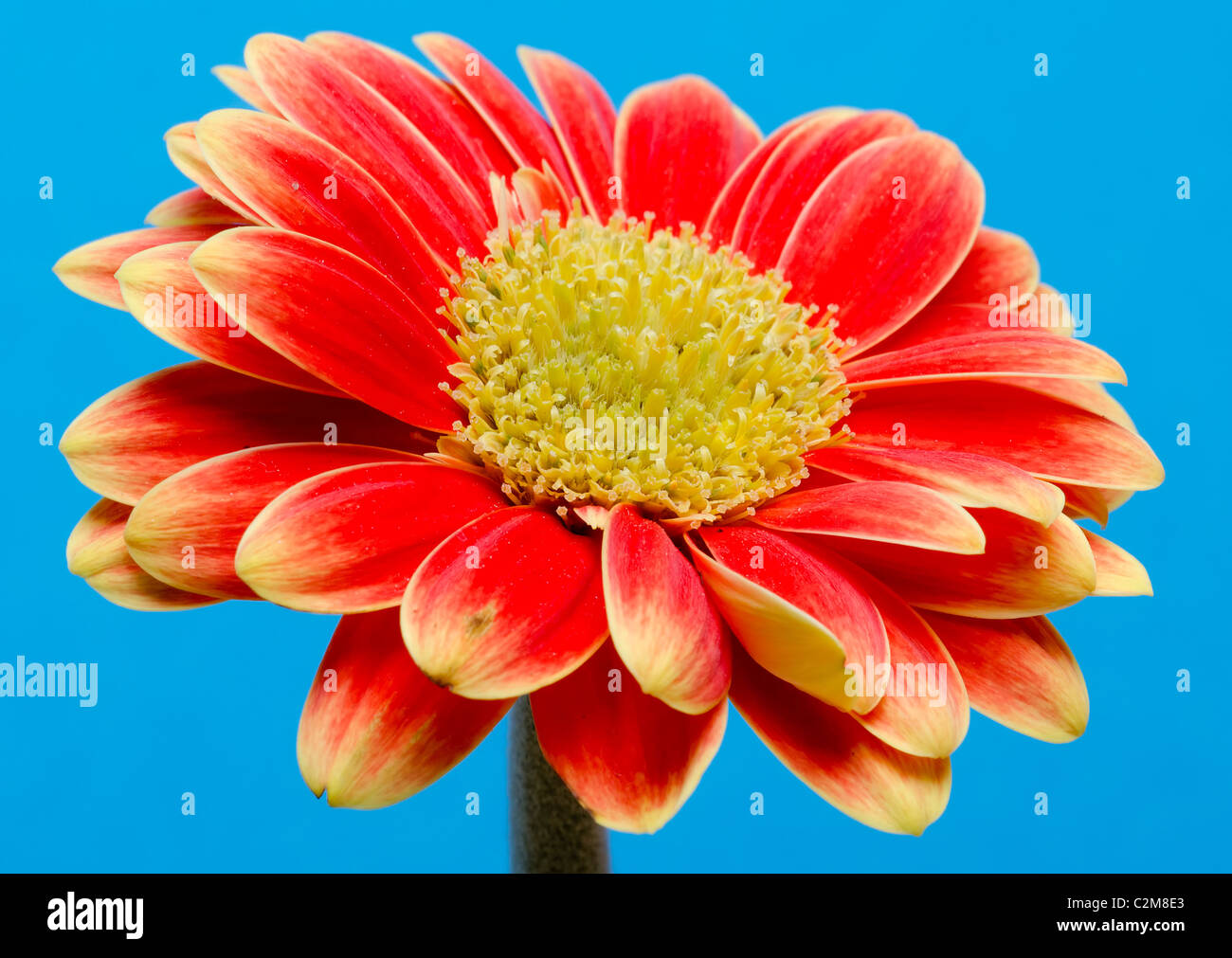 Un primo piano di un bellissimo fiore di gerbera Foto Stock