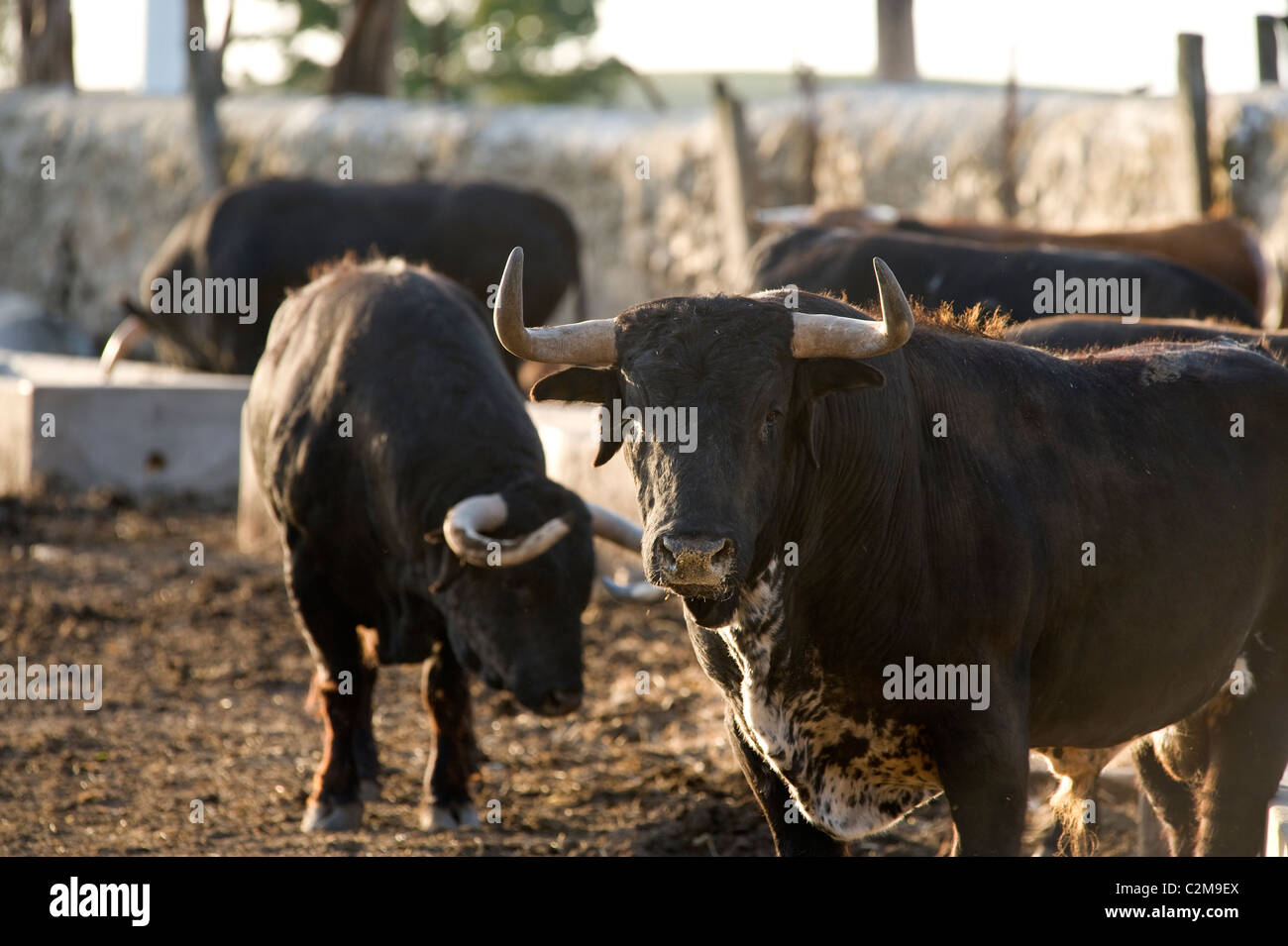 Lo spagnolo i tori da corrida in contenitori di allevamento ranch vicino a Jerez Foto Stock