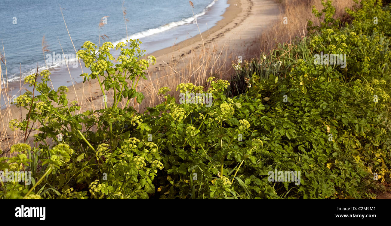 Sandy spiaggia dei pescatori Herm Island Isole del Canale Foto Stock