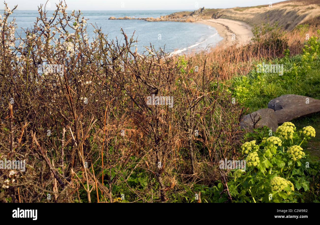 Sandy spiaggia dei pescatori Herm Island Isole del Canale Foto Stock