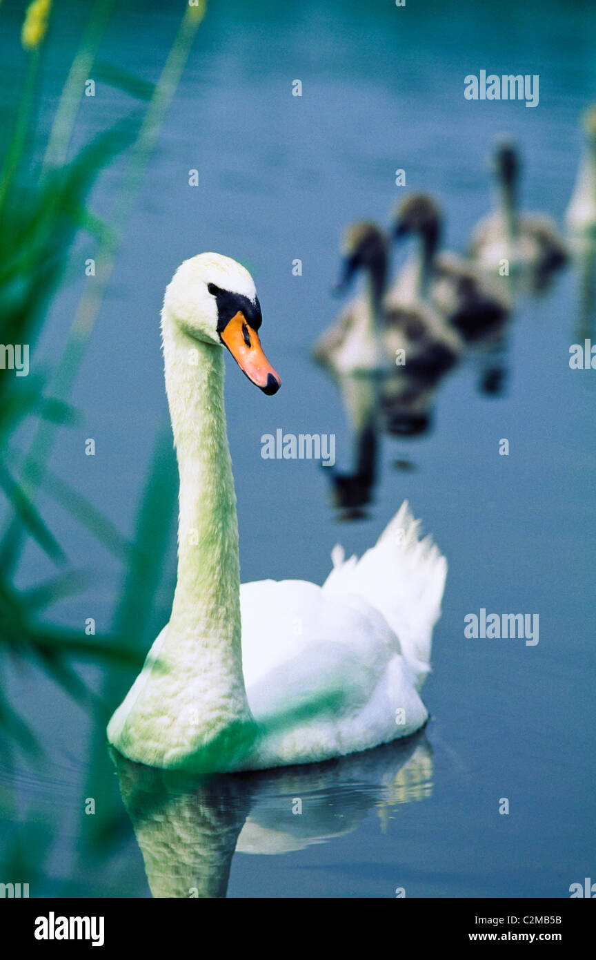 Irlanda, Swan e Cygnets Foto Stock