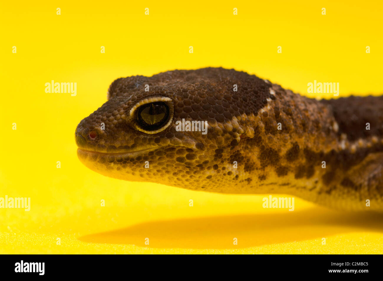 Close up Fat-Tailed africana geco su giallo Foto Stock