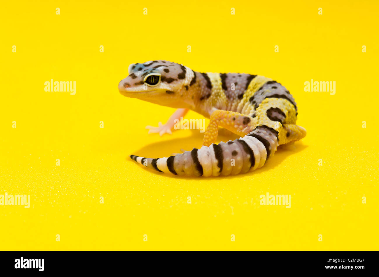 Baby Leopard gechi su giallo Foto Stock
