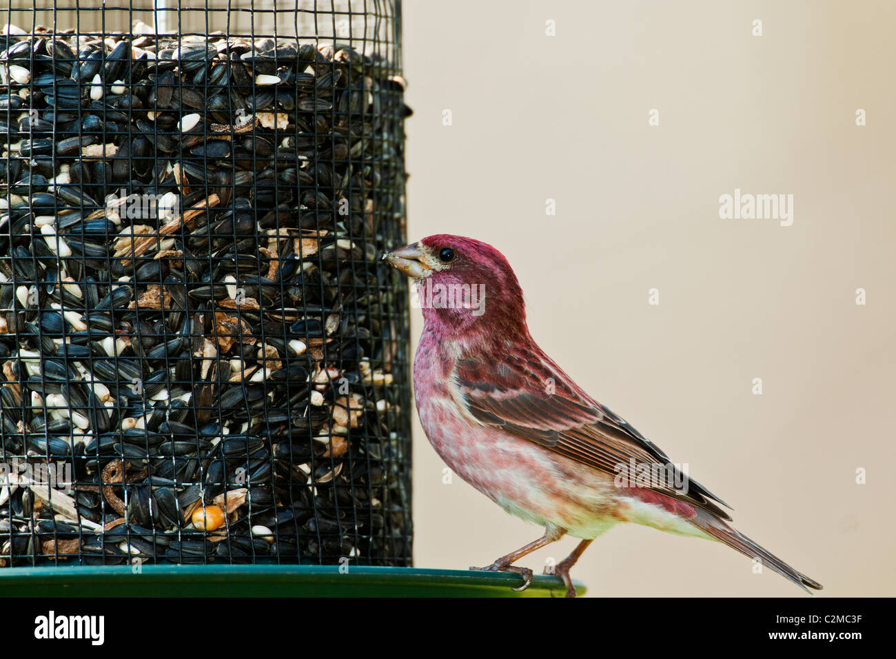 Viola Finch usando un alimentatore di sementi Foto Stock