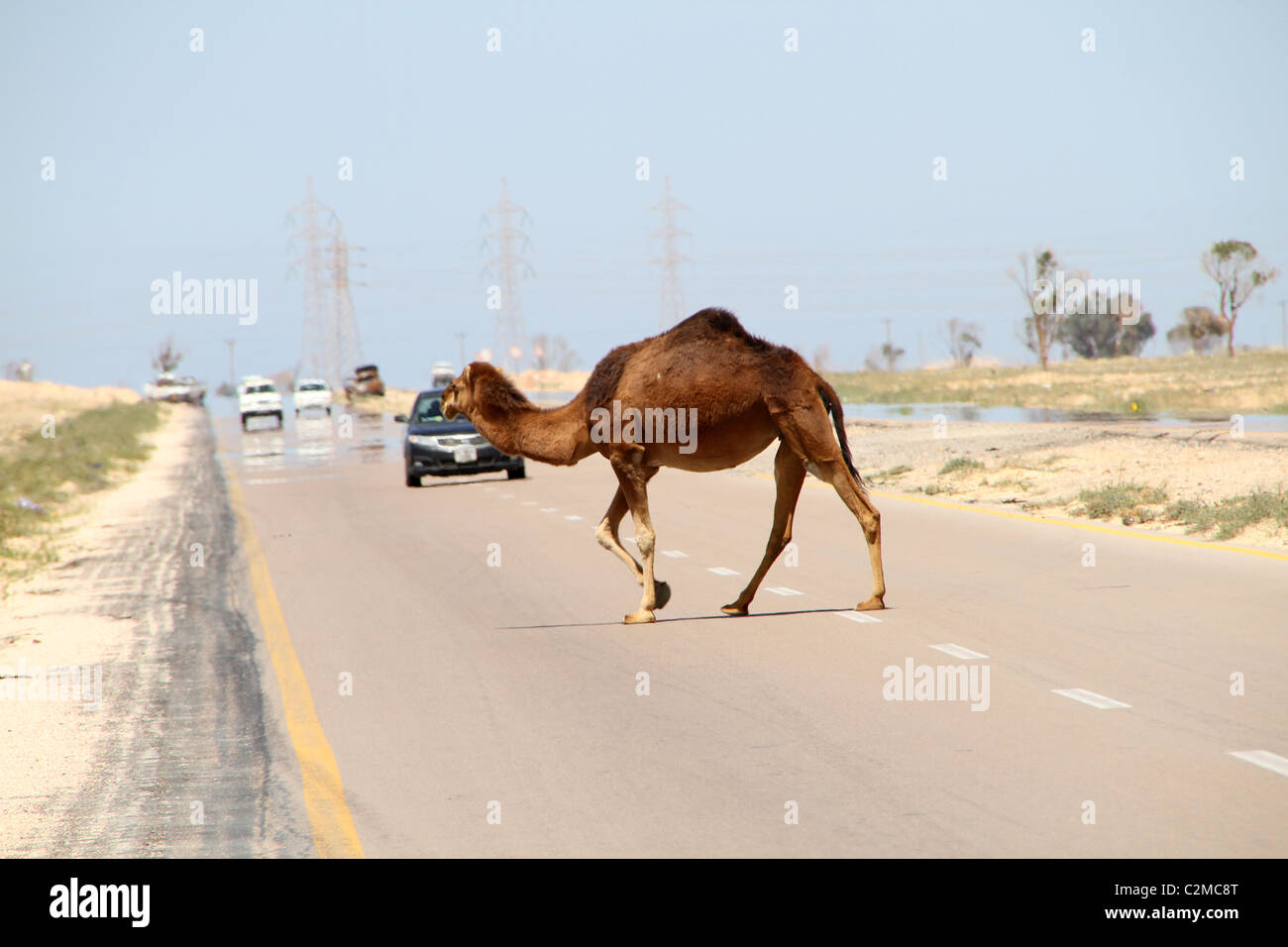 Camel in strada Foto Stock