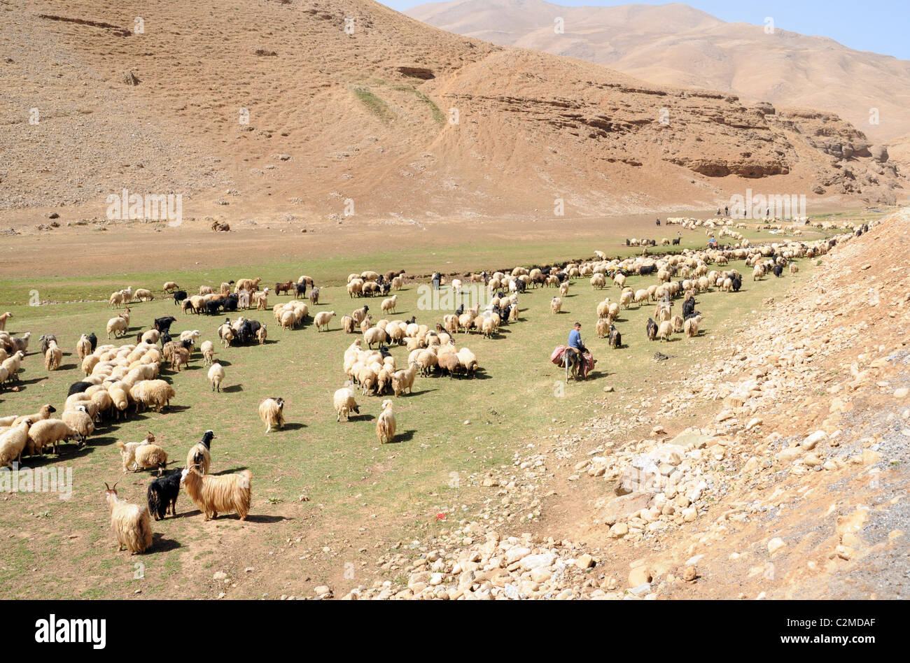 Pastori nomadi curdi e il loro gregge di pecore Anatoliche che pascolano su un pascolo di montagna Zagros, provincia di Van, regione dell'Anatolia sudorientale, Turchia. Foto Stock