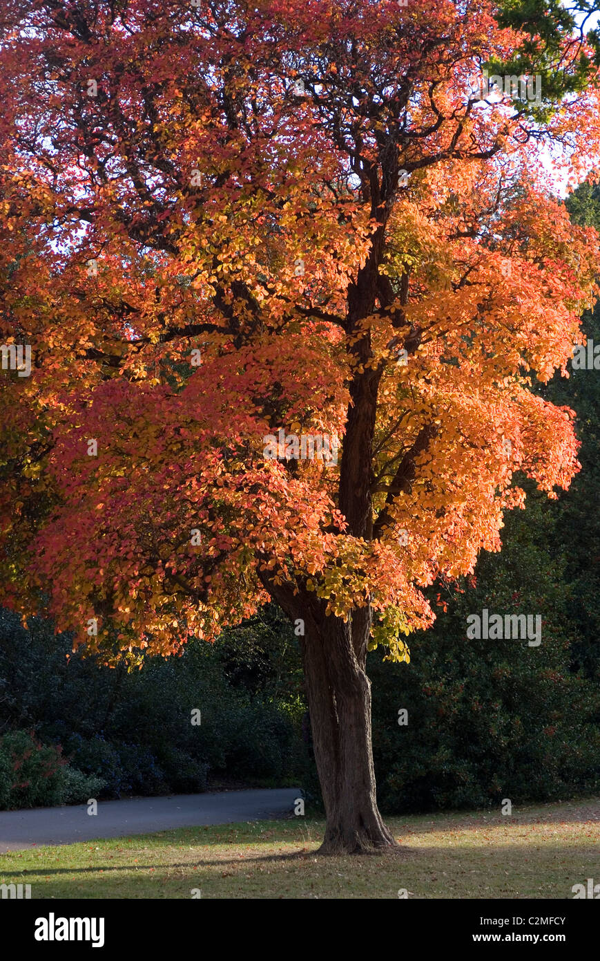 In autunno gli alberi, Royal Botanical Gardens di Kew. Foto Stock