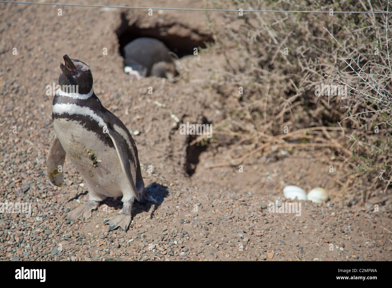 I pinguini di magellano con le uova, la Penisola Valdes, Argentina Foto Stock