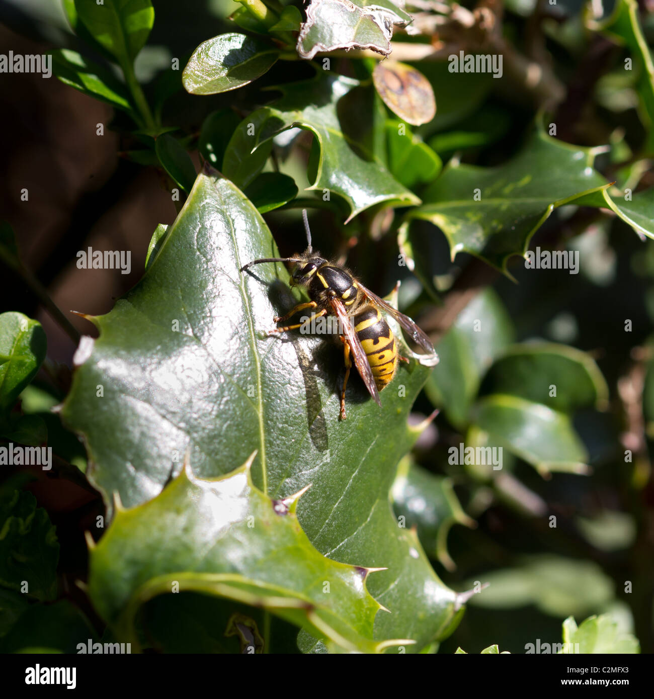 Close up selvaggio wasp su una foglia di agrifoglio. Foto Stock