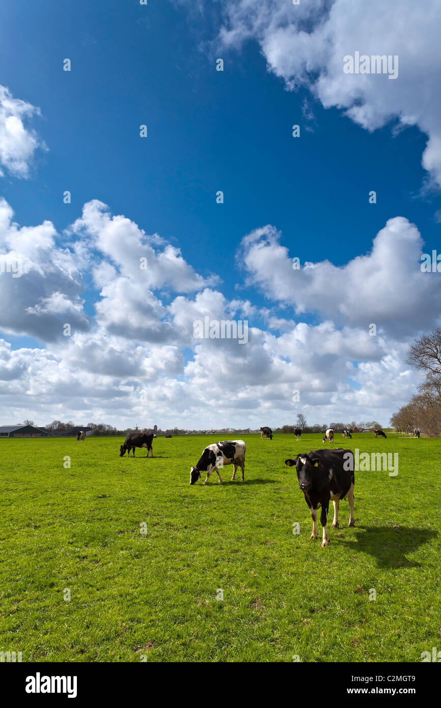 Le mucche sul prato verde con un tipico olandese cielo velato Foto Stock